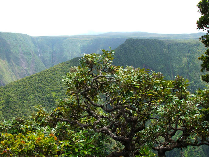 Kohala Watershed