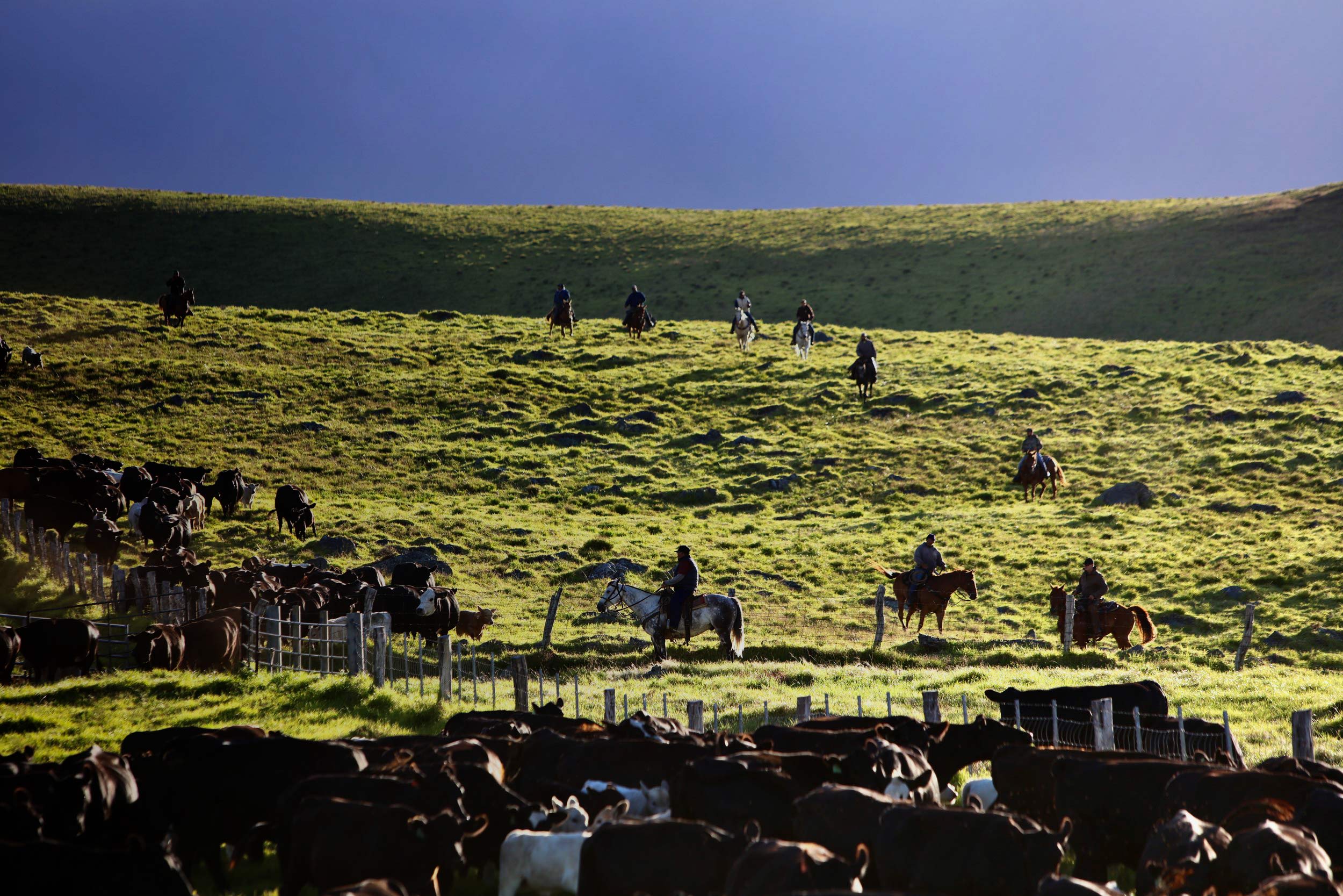 Paniolo on horseback, working on the ranch