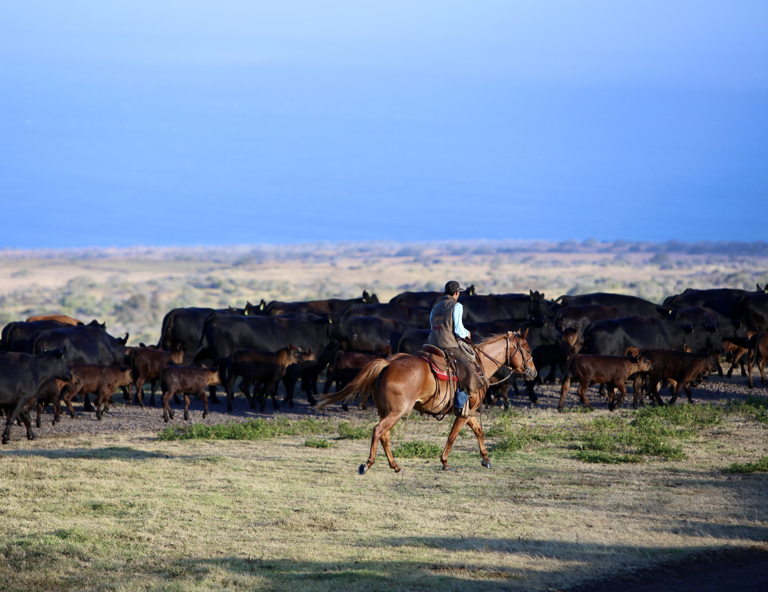 Paniolo on horseback, herding cattle