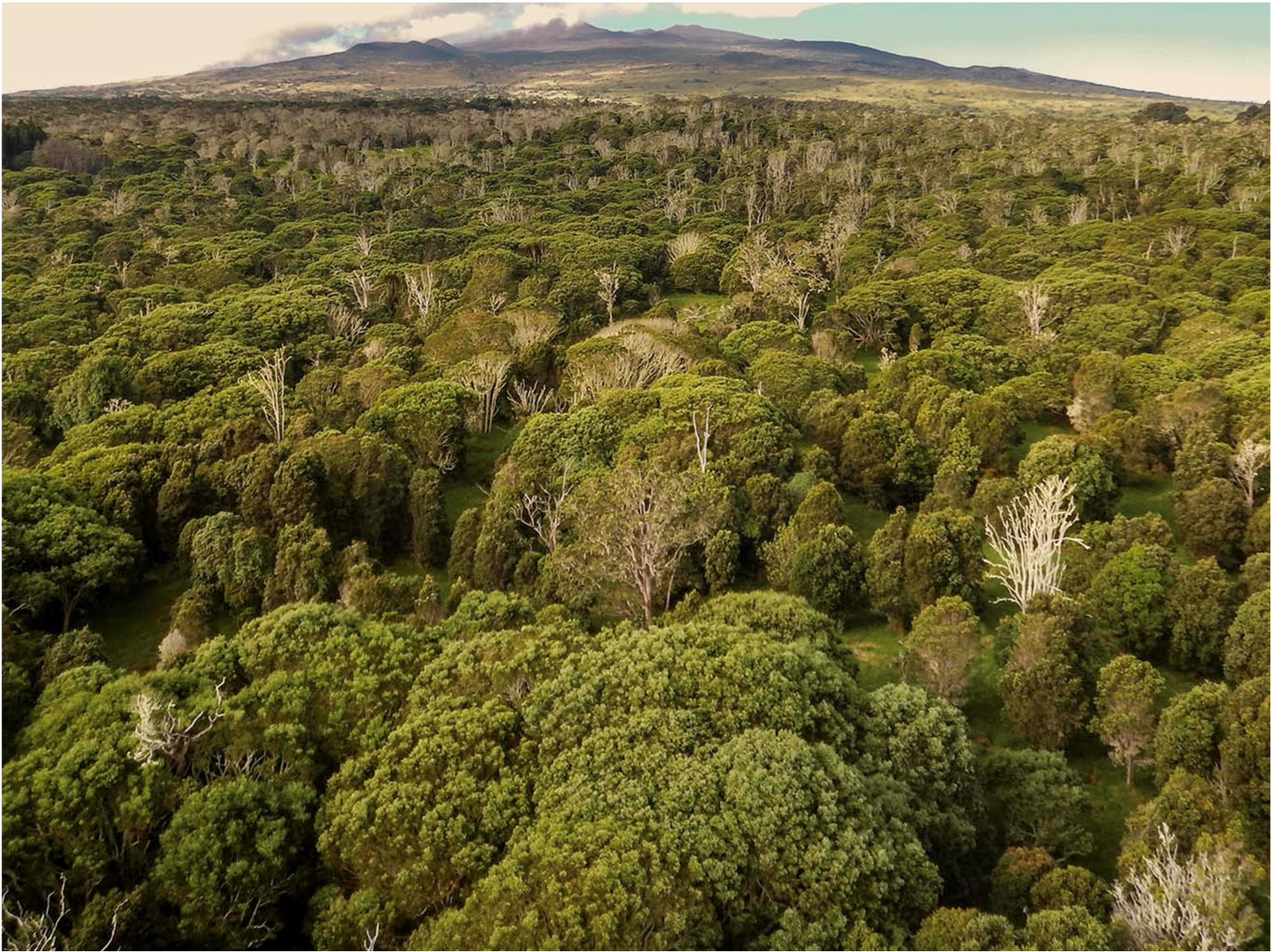 Aerial shot of Waipunalei