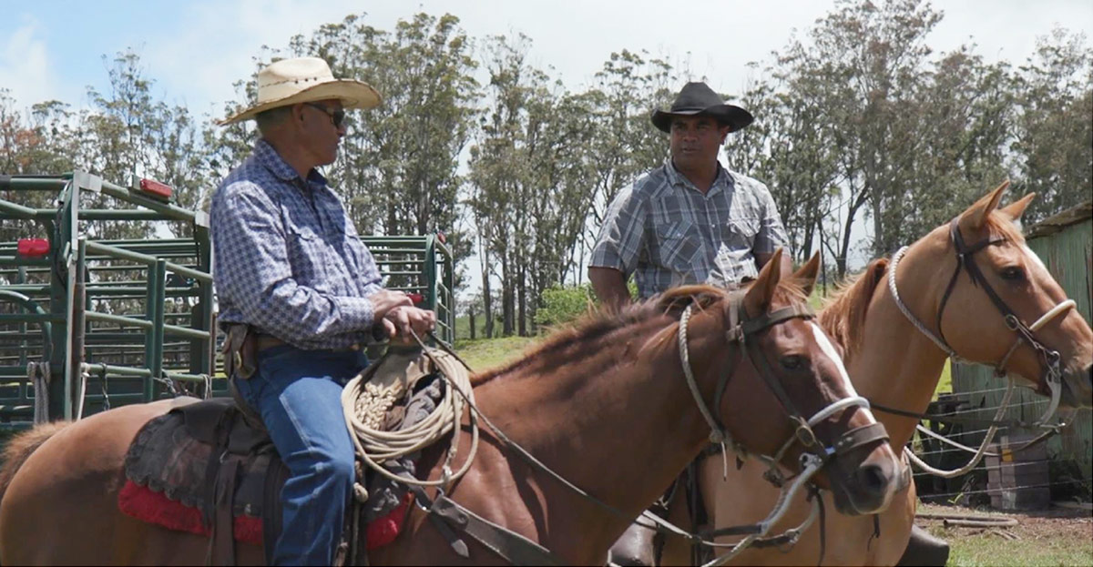 Cattle Operations at Parker Ranch