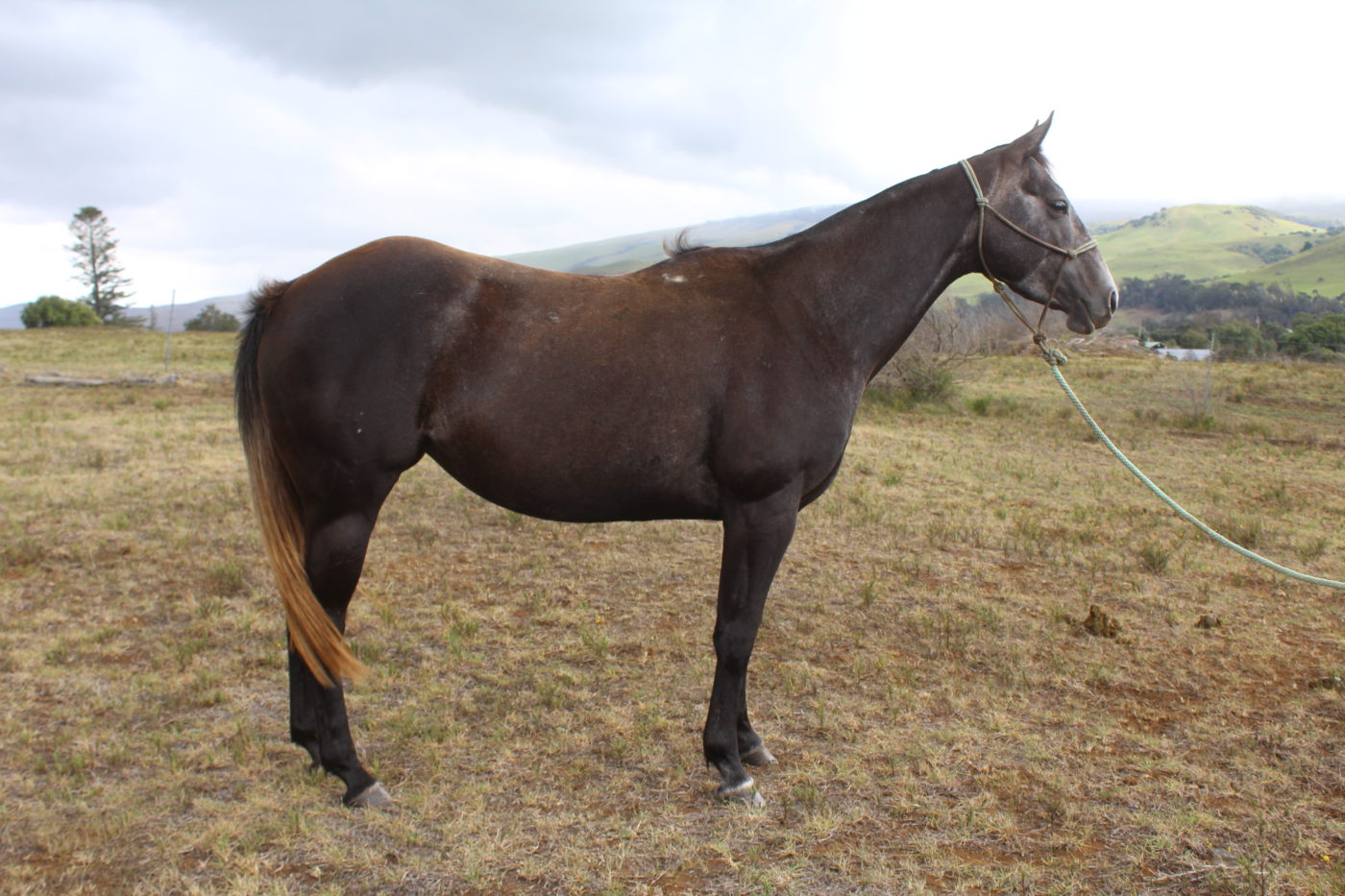 2018 Gray Mare – Whisky Blossoms W8 26